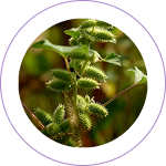 Gandharvahasta / Eranda Moola