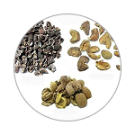 Triphala
