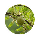 Amla