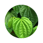 Tambula
