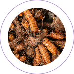 Turmeric