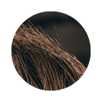 Vetiver