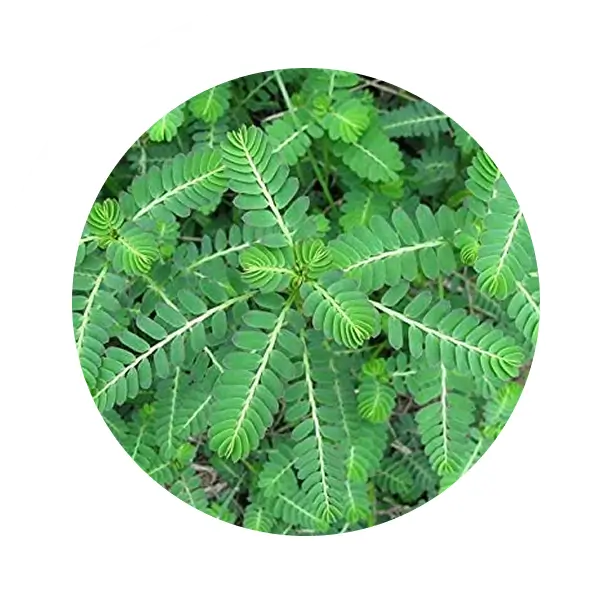 Bhumi Amalaki 